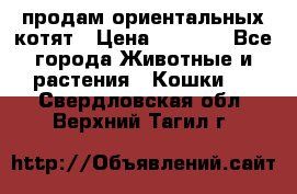 продам ориентальных котят › Цена ­ 5 000 - Все города Животные и растения » Кошки   . Свердловская обл.,Верхний Тагил г.